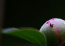 macro flower ant von emanuele molinari
