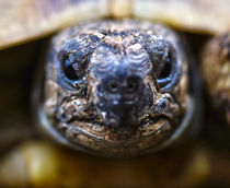 old turtle by emanuele molinari