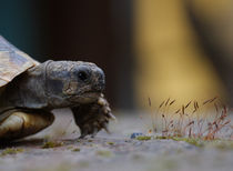 turtle by emanuele molinari