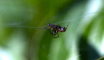 spider by emanuele molinari