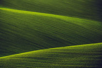 Green Shades II by David Pinzer