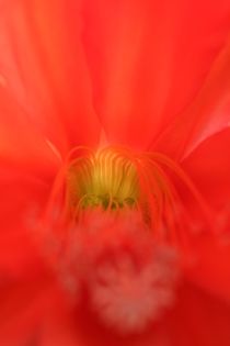 Eine Kaktusblüte von Ivonne Wentzler