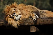 The lion sleeps  -  schlafender Löwe by leddermann
