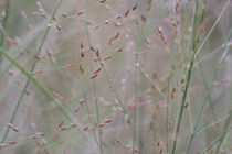 Calming grasses by Ruth Baker