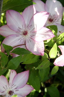 Clematis by Ruth Baker