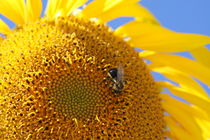 Bee in a sunflower by Ruth Baker