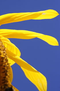Sunflowers fingers von Ruth Baker
