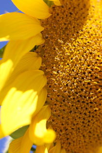 Sunflower by Ruth Baker