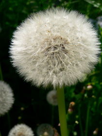 Dandelion seed head.  by Ruth Baker