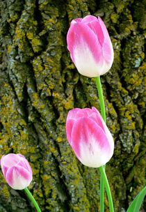 Tulips by Ruth Baker