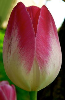 Pink Tulip by Ruth Baker