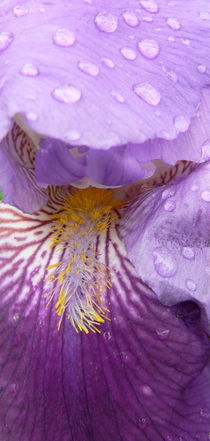 Rain drops on an Iris by Ruth Baker