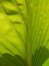 Large Hostas leaf. by Ruth Baker