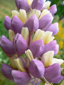 Lupin, purple and cream by Ruth Baker