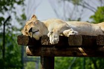 Lion lady dreaming by leddermann