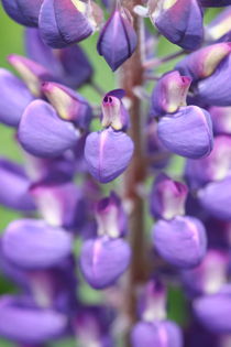 Purple Lupin by Ruth Baker