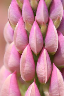 Pink Lupin by Ruth Baker