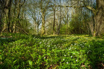Spring Woodland Flowers by David Tinsley