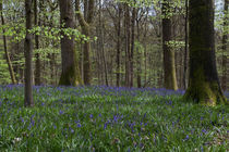 Soudley Bluebell Woods von David Tinsley
