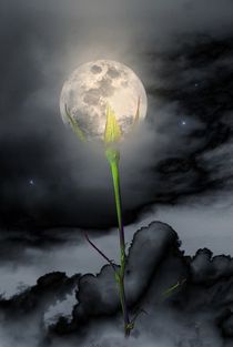 Moon Flower von CHRISTINE LAKE