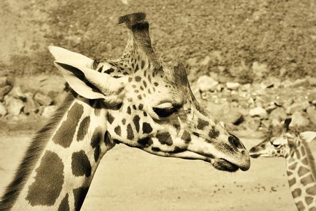 Giraffen-kisses-cut-6000e-1