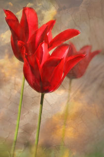 Von Tulpen geträumt von Ivonne Wentzler