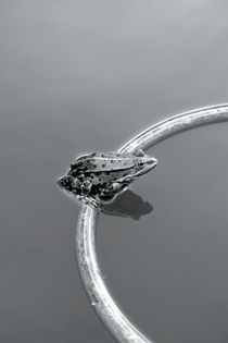 Frosch mit Ring von Bastian  Kienitz