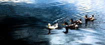 flock of ducks by maniqqq