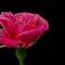 Rose-pink-002b-6000-cutb