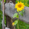 Sonnenblume-23072006-002