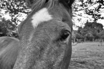 I love horses by leddermann
