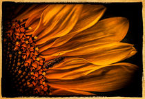 Sonnenblume mit Insekt 2 von Uwe Karmrodt