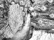 Peacock Portrait Drawing by jfantasma-artistry