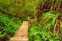 Rainforest Path von Sara Winter