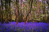 Bluebell woods by Jeremy Sage