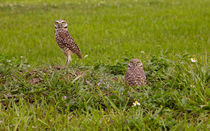 The Stares Of The Burrowing Owls von John Bailey