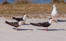  Black Skimmers At Attention by John Bailey