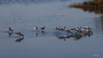 Avocet Search Party by John Bailey
