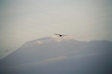 Adler-vor-dem-kilimanjaro