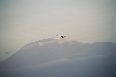 Adler-vor-dem-kilimanjaro