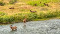 The Elk Crossing by John Bailey