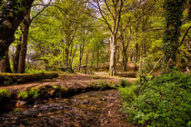 Spring woodland von Dave Wilkinson