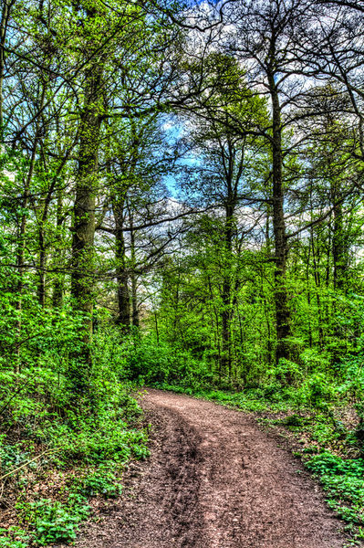 Forest-path-1