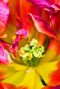 Tulip close up by Pete Hemington