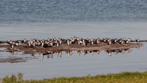 Black Skimmer Convention by John Bailey