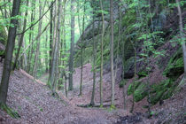 Wald von mario-s