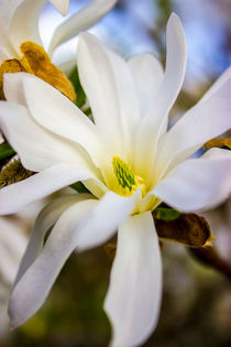 Sternmagnolie (Magnolia stellata)  Blüten Bild von Dennis Stracke