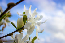 Sternmagnolie (Magnolia stellata) Blumen Bild von Dennis Stracke