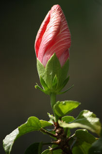 pink hibiscus von meleah