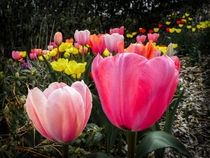 Tulip Trail by Jon Woodhams